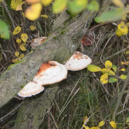 6 Person In Prázdninový dům *