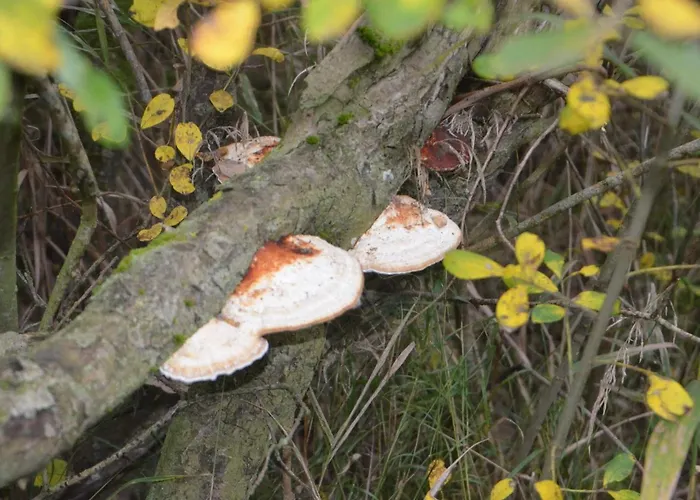 6 Person In Дом отдыха *